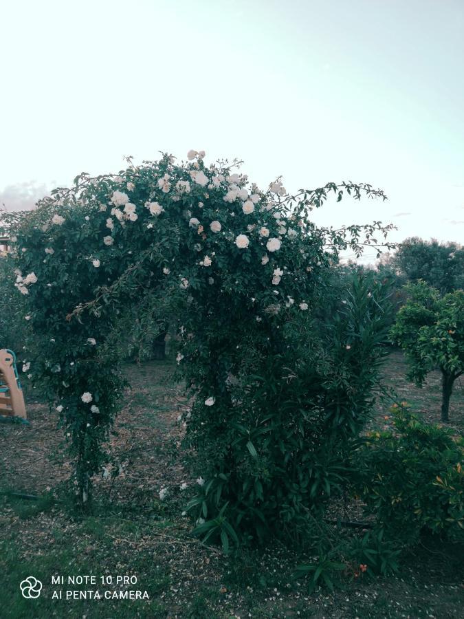 La Casa Delle Rose 2 Villa Giba Dış mekan fotoğraf